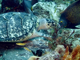 Hawksbill Sea Turtle and French Angelfish IMG 9210